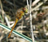 Darter Sp.jpg