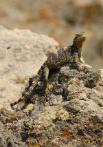 Agama Lizard Kalloni inland Lake Lesvos 180509.jpg