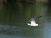 Juv Black Tern 1468.jpg