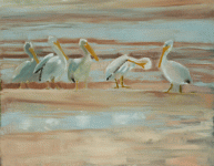 wip-1-white-pelicans-.gif