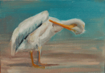 white-pelican-preen-oil-5x7.gif