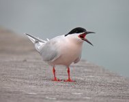 Roseate-Tern-220.jpg