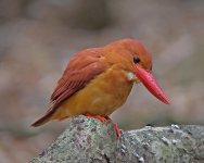 Ruddy-Kingfisher-36.jpg