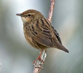 Lanceolated Warbler web-1.jpg