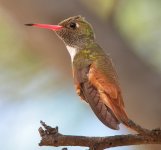 Amazilia Hummingbird.jpg