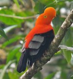 Andean Cock-of-the-Rock 2.jpg