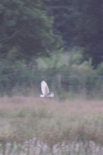 20090730_HeronsBridge_BarnOwl_300mm_IFVsharp_BF.jpg