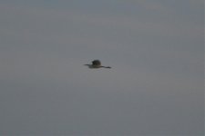 20090730_HeronsBridge_Egret.jpg