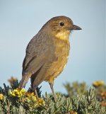 Tawny-Antpitta-21.jpg