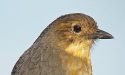 Tawny-Antpitta-22.jpg