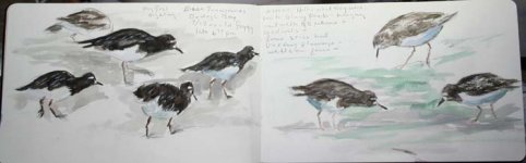 blank-turnstones-bb.jpg