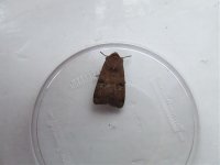 Moth sp. 004.jpg