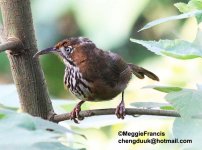 Black-streaked Scimitar Babbler .jpg