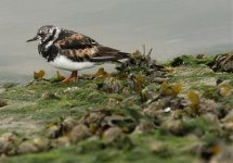 Turnstone.jpg