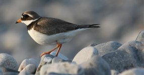 Ringed Plover...jpg