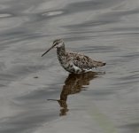 Spotted Redshank.jpg