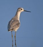 marsh sandpiper nw DSCN1038.jpg