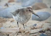 Dunlin10091.jpg