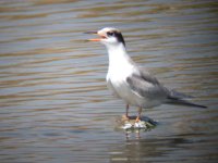 common_tern.jpg