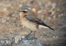 Wheatear10091.jpg