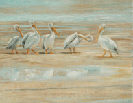 _White-pelicans-oil-11x14-wip-5.gif
