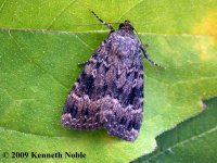 copper underwing agg ex8317 (800).JPG