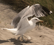 gull-wings-up-_2431.gif