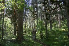 Wanglang forest.jpg