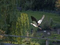 Egyptian Goose flight.jpg