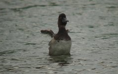 3.RingNeckedDuck.JPG