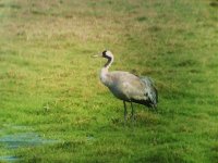 Best Common Crane.jpg