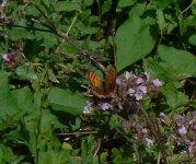 Small copper. [].JPG