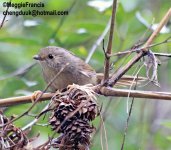 Dusky Fulvetta.jpg