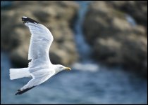 Gull Flight Lizard Point Birdforum.jpg