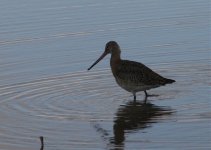 B T Godwit.jpg