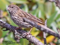 White-browed Rosefinch.jpg