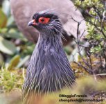 Blood Pheasant.jpg