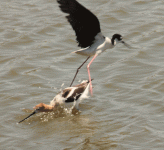 avocet--and-stilt--dive-bomb-1827.gif