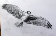 osprey flight sketch 9689.jpg