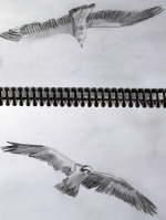osprey-flight-sketch-9688.gif