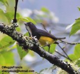 Yellow-bellied Flowerpecker.jpg