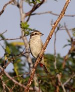 Red-backed Shrike_1.jpg