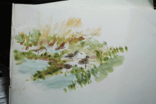 godwits-sketch_9686.gif