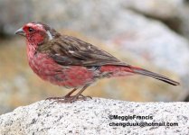 White-browed Rosefinch male.jpg