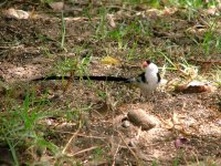 Pin-tailed Whydah (m).jpg