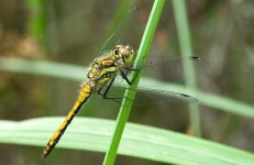 black_darter-00013.jpg