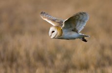 Barn-Owl-(57).jpg