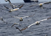 Various seabirds 2.jpg