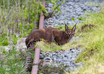 Caracal, Ebb and Flow Camp Site, Wilderness.jpg