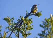 Cape Sugarbird 9, Helderberg.jpg